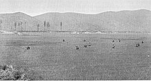 Homens cruzam um campo de arroz