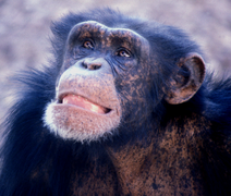 January 15: A young male chimp.