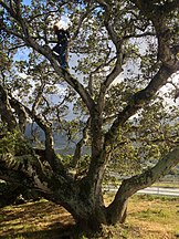 Tree climbing