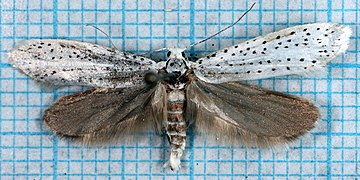 Yponomeuta evonymella-o.jpg