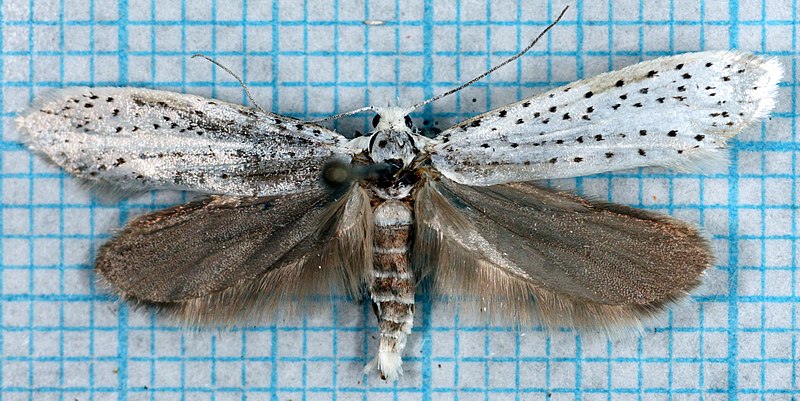 File:Yponomeuta evonymella-o.jpg