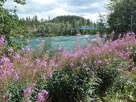 The Yukon River at Whitehorse