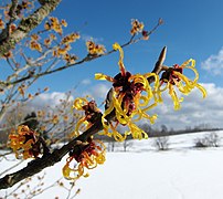Winter-flowering, Vogelsberg Mountains