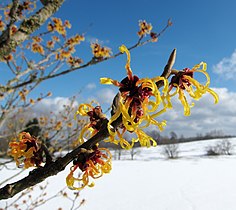 Hamamelis (Winter-flowering)