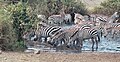 Equus quagga boehmi in Serengeti-Masai Mara Ecosystem