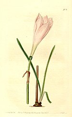 Miniatura para Zephyranthes minuta