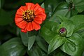 Zinnia x hybrida