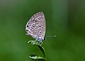 * Nomination Lesser Grass Blue (Zizina otis). --JDP90 13:38, 25 June 2013 (UTC) * Promotion  Good quality. --Iifar 14:51, 25 June 2013 (UTC)