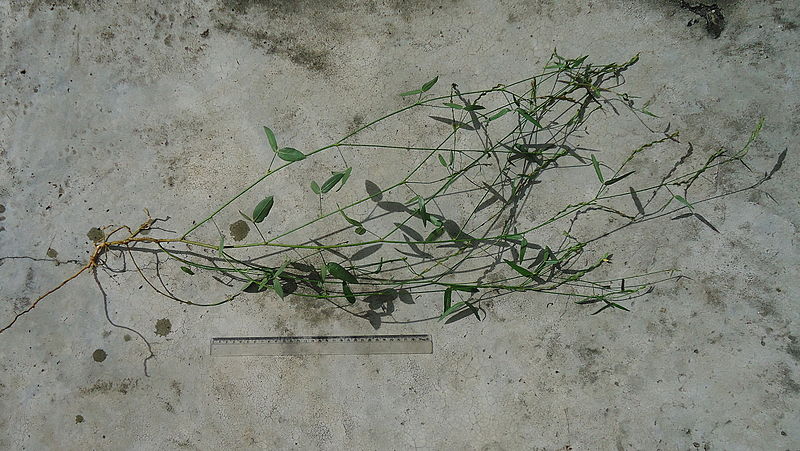 File:Zornia latifolia Sm. (5877156874).jpg