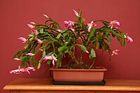 Holiday Cactus