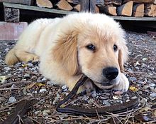 Cucciolo di Golden retriever