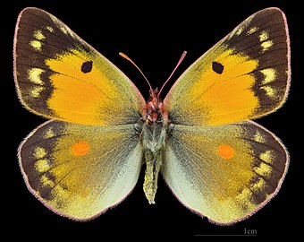 (MHNT) Colias chrysotheme chrysotheme - Erd Hongrie - female dorsal.jpg