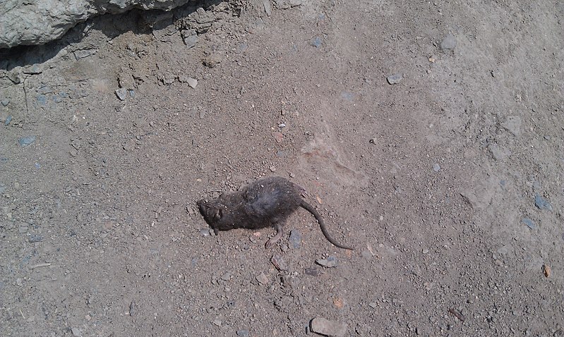File:Мертвая крыса.jpg