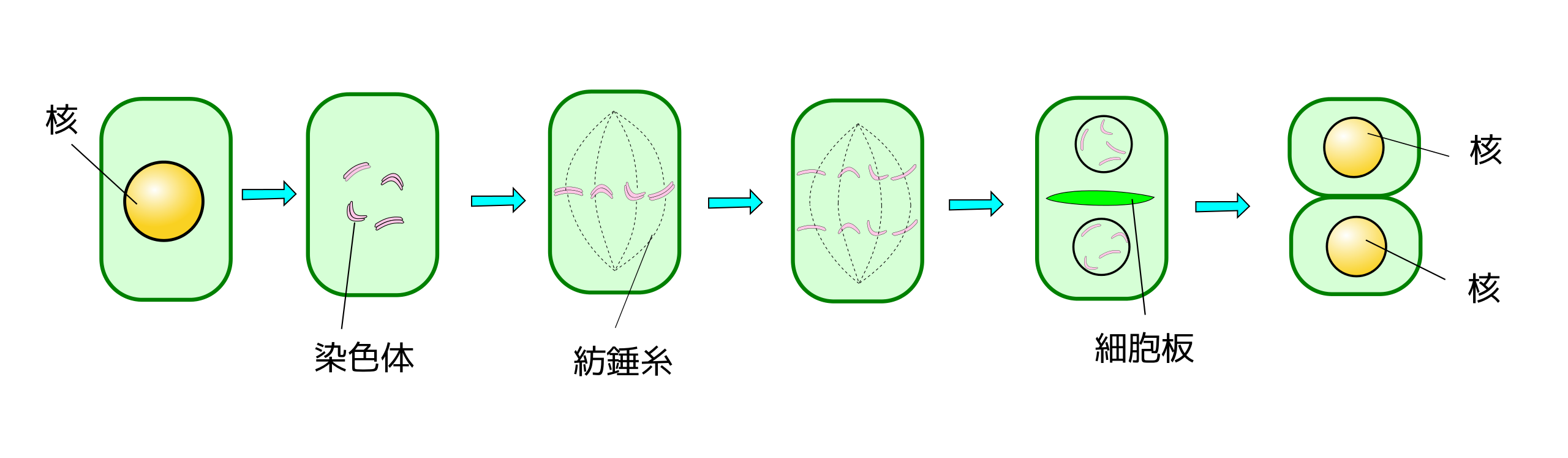 File 細胞分裂 植物細胞 模式図 Svg Wikimedia Commons