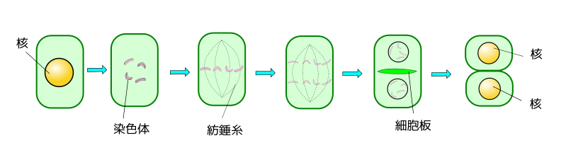 File:細胞分裂 植物細胞 模式図.svg