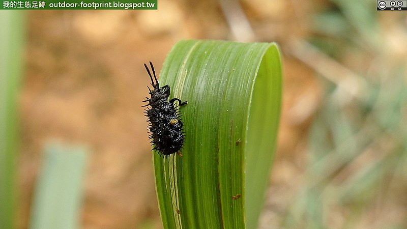 Payl:黑鐵甲蟲 Hispellinus callicanthus (15191762437).jpg