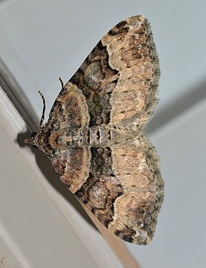 - 7390 – Xanthorhoe lacustrata – Toothed Brown Carpet Moth (17988182643).jpg