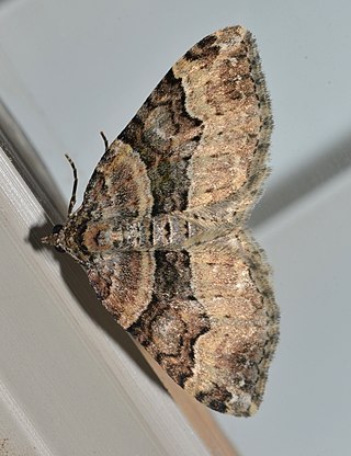 <i>Xanthorhoe lacustrata</i> Species of moth