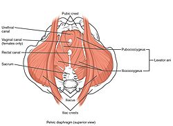 Muscles pelvic female floor The Pelvic