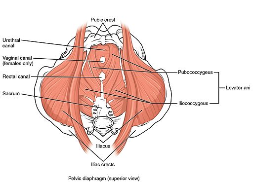 1115 Muscles of the Pelvic Floor