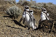 Семья магеллановых пингвинов в Патагонии
