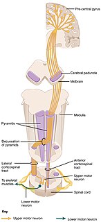 Corticospinal tract