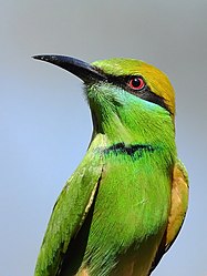Close up of Green bee-eater