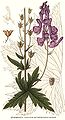 Aconitum septentrionale Koelllr.