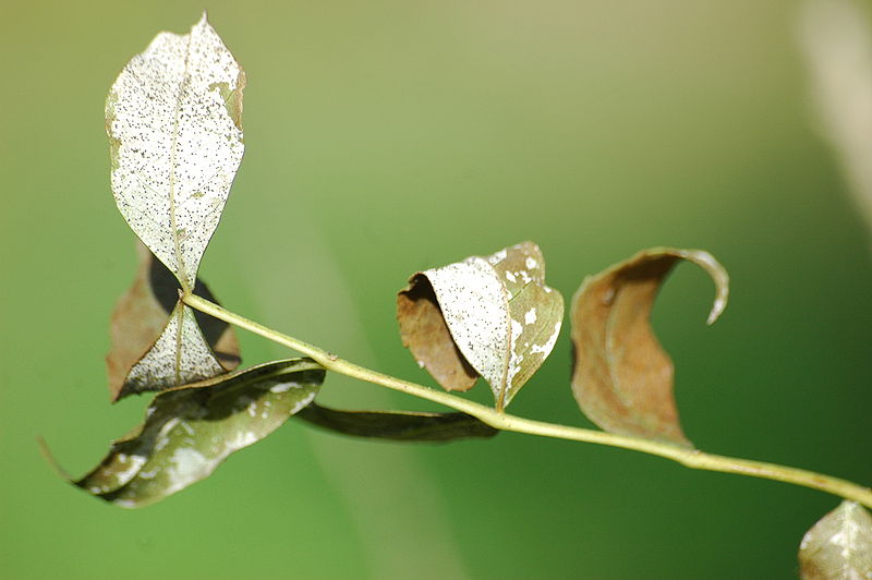 File:2009-10-21 1) Leaves, Blatt.JPG