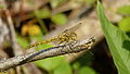 Gemeine Heidelibelle, Weibchen - Sympetrum vulgatum