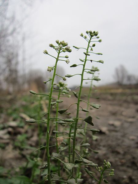 File:20130109Hirtentaeschelkraut Hockenheim1.jpg