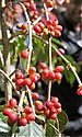Kaffeepflanze in Maubisse
