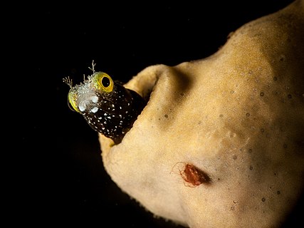 Spinyhead blenny