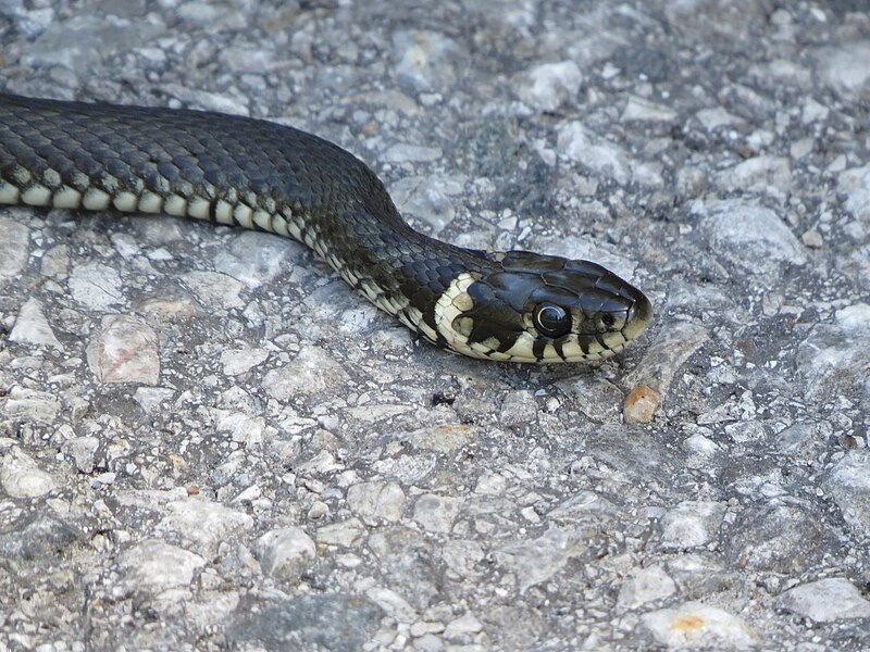 File:2019-04-25 (177) Natrix natrix (grass snake) with length about one meter at Haltgraben, Frankenfels, Austria.jpg