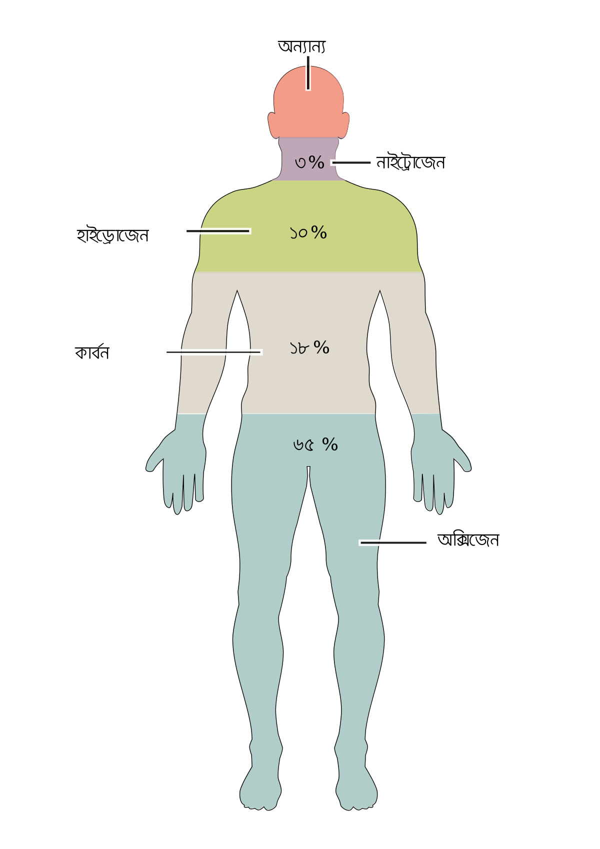 File:201 Elements of the Human Body.02-bn.svg - Wikimedia Commons