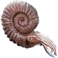 202002 ammonite.svg