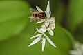 * Nomination: A mason bee on a wild garlic flower --FlocciNivis 10:07, 22 April 2023 (UTC) * Review QI quality, but I'm troubled by the "Unidentified Osmia" category. Could you find out what kind of osmia it is? -- Ikan Kekek 06:39, 28 April 2023 (UTC)