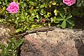 * Nomination A common wall lizard on a wall --FlocciNivis 10:16, 29 January 2023 (UTC) * Promotion  Support Good quality. --Jakubhal 11:39, 29 January 2023 (UTC)