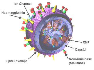 Universal flu vaccine