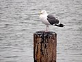 420 Gull on piling (14935943117).jpg