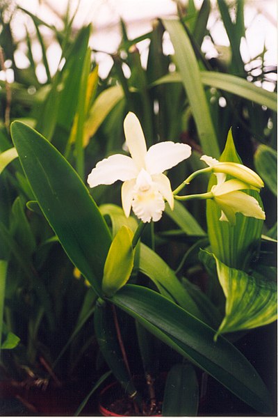 File:A and B Larsen orchids - Cattleya Louise Georgianna 506-16.jpg