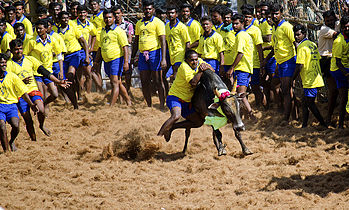 மதுரையின் அருகாமையில் இடம்பெற்ற ஜல்லிக்கட்டு