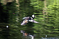 A male flying with a fish in its beak