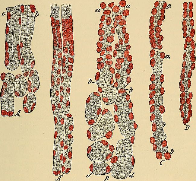 File:A text-book of physiology - for medical students and physicians (1916) (14770363245).jpg