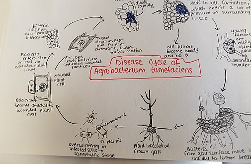 Malsancikla Agrobacterium tumefaciens