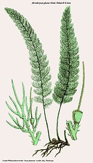 <i>Icones Plantarum</i>