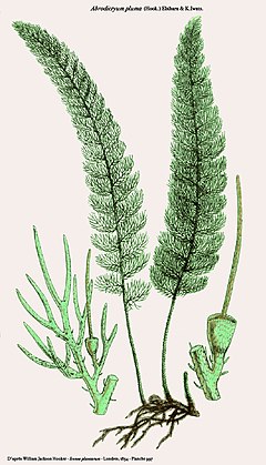 Description de l'image Abrodictyum pluma (Hook - Icones plantarum).jpg.