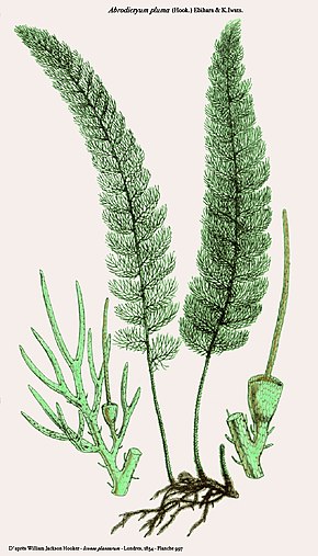 A kép leírása Abrodictyum pluma (Hook - Icones plantarum) .jpg.