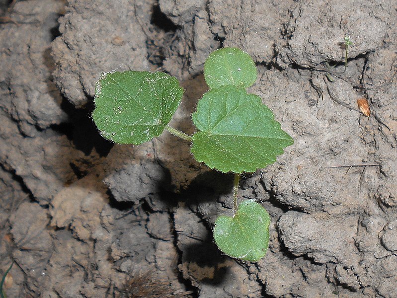 File:Abutilon theophrasti 2018-05-04 0796.jpg