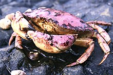 Jonah crabs inhabit intertidal and subtidal zones Acadia National Park, Jonah crab.jpg